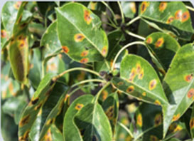 농업용수의 오염